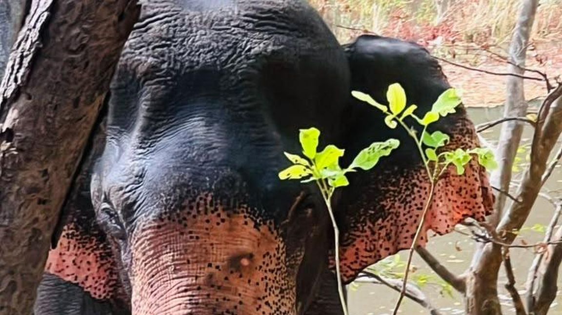 Yala Or Udawalawe? Picking Your Perfect Safari Park