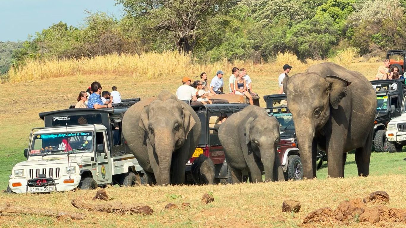 Meeting Elephants In Sri Lanka: Ethical Ways To Do It