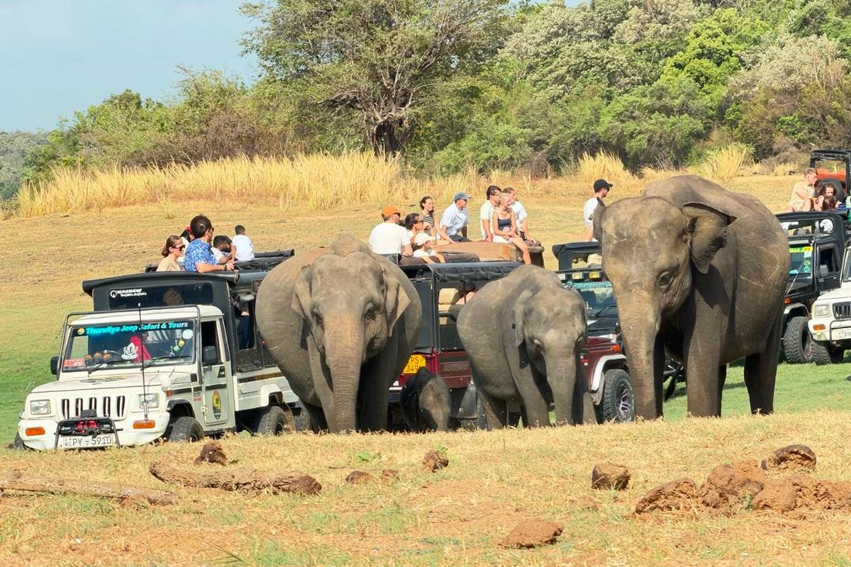 Elephants gathering beside safari jeeps in Minneriya