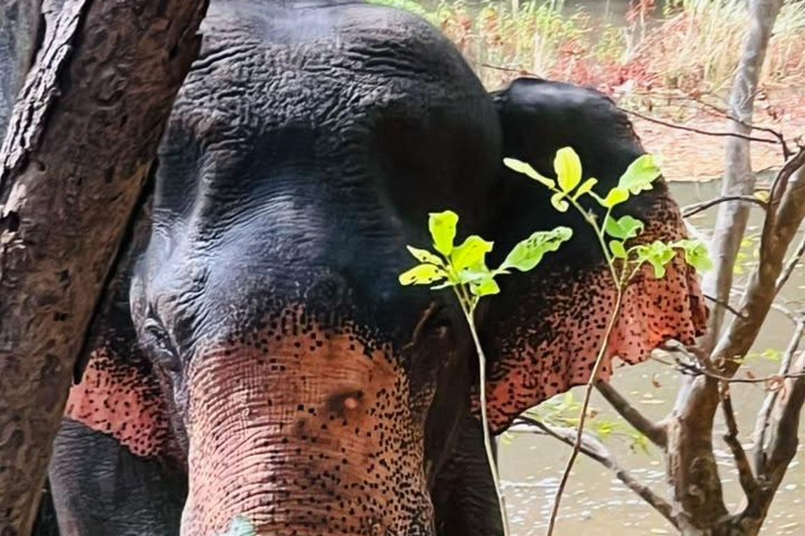 Close view of an elephant beside green foliage