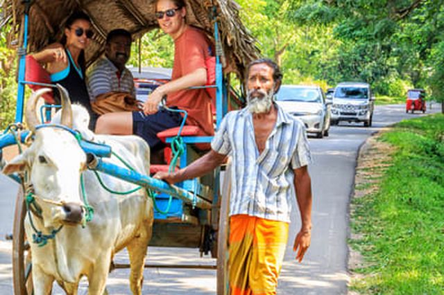 Guests riding a bullock cart along a village road