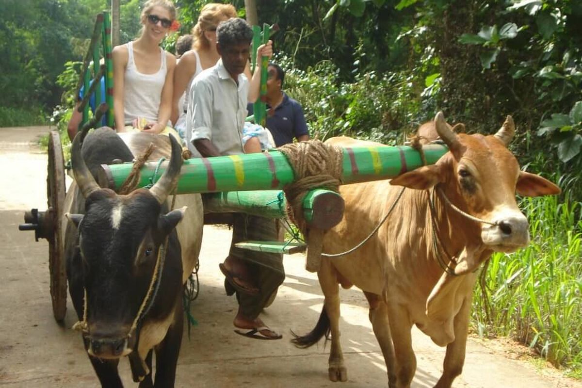 Two oxen pulling a cart with guests down a village track