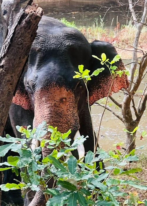 Wild elephant beside a lake on a Sri Lankan safari
