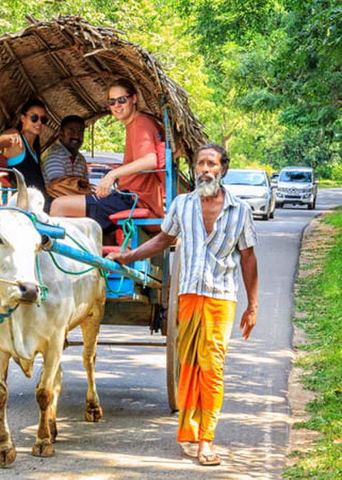 Bullock cart ride through a Sri Lankan village